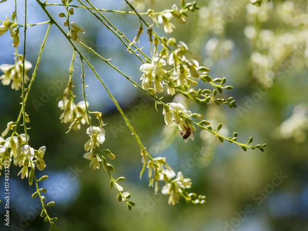 Fototapeta A bee collects nectar on the flowers of Sophora Japonica. Sophora japonica , or Japanese pagoda tree ( Latin- Styphnolobium japonicum ) is a deciduous tree