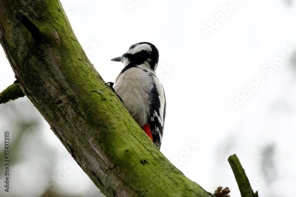 Fototapeta great spotted woodpecker