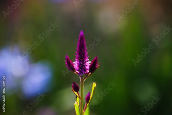 Fototapeta Celosia Argentée Flower in Full Bloom
