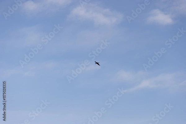 Obraz A lone bird soaring in the sky, silhouetted against a backdrop of soft, scattered clouds and a serene blue sky. The image captures the essence of freedom and the beauty of flight in nature.