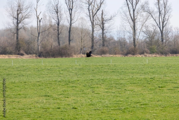 Obraz A bird in flight over a lush green field with a backdrop of leafless trees. The natural setting highlights the simplicity and beauty of rural wildlife in motion.