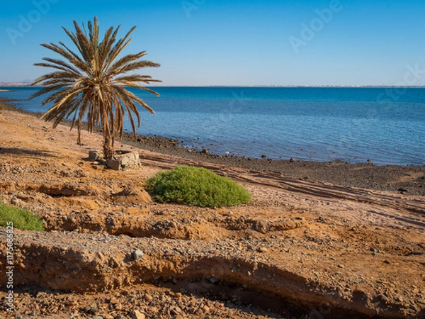 Fototapeta A lone palm tree on the rocky shoreline at Khraibeh Beach on the Red Sea coast of Neom in Tabuk Province, Saudi Arabia. Multiple shades of blue sea tones.  Space for text.