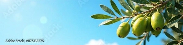 Obraz Branches heavy with olives and olive grains against a bright blue sky, olive grain, serene, sky