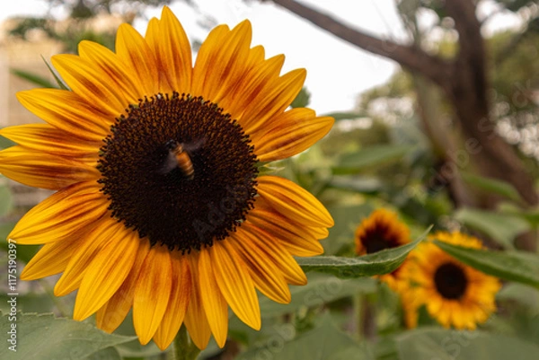 Obraz A stunning close-up of a large sunflower with vibrant yellow petals and a dark brown center, set against a soft blurred green background. Perfect for uplifting designs, nature themes, or cheerful bran