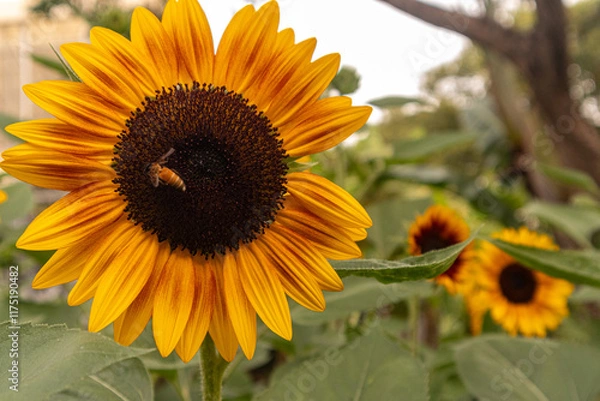 Obraz A stunning close-up of a large sunflower with vibrant yellow petals and a dark brown center, set against a soft blurred green background. Perfect for uplifting designs, nature themes, or cheerful bran