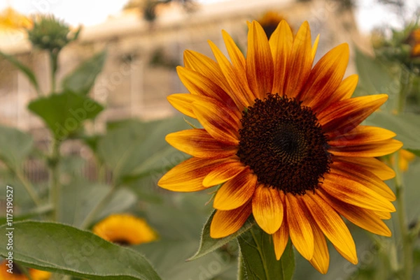 Obraz Sunflowers are vibrant, tall flowers known for their bright yellow petals and large brown centers. They symbolize loyalty and adoration, and their heads naturally follow the sun across the sky