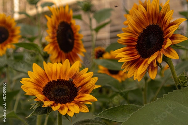 Obraz A stunning close-up of a large sunflower with vibrant yellow petals and a dark brown center, set against a soft blurred green background. Perfect for uplifting designs, nature themes, or cheerful bran