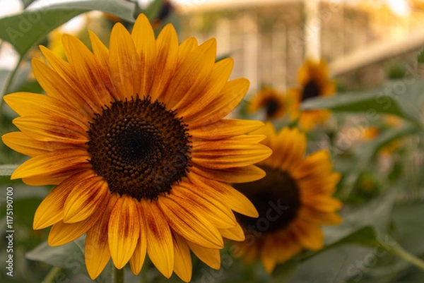 Obraz A stunning close-up of a large sunflower with vibrant yellow petals and a dark brown center, set against a soft blurred green background. Perfect for uplifting designs, nature themes, or cheerful bran