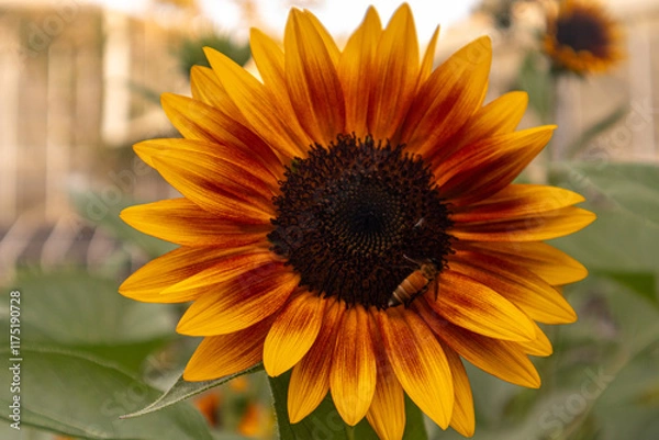 Obraz A stunning close-up of a large sunflower with vibrant yellow petals and a dark brown center, set against a soft blurred green background. Perfect for uplifting designs, nature themes, or cheerful bran