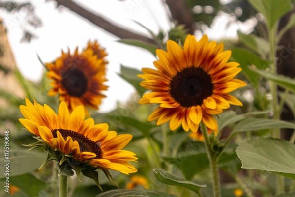 Obraz Sunflowers are vibrant, tall flowers known for their bright yellow petals and large brown centers. They symbolize loyalty and adoration, and their heads naturally follow the sun across the sky