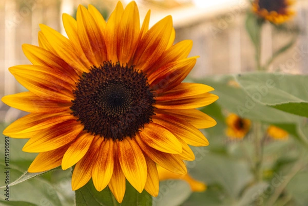 Obraz A stunning close-up of a large sunflower with vibrant yellow petals and a dark brown center, set against a soft blurred green background. Perfect for uplifting designs, nature themes, or cheerful bran