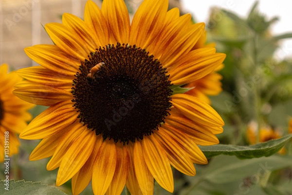 Obraz A stunning close-up of a large sunflower with vibrant yellow petals and a dark brown center, set against a soft blurred green background. Perfect for uplifting designs, nature themes, or cheerful bran