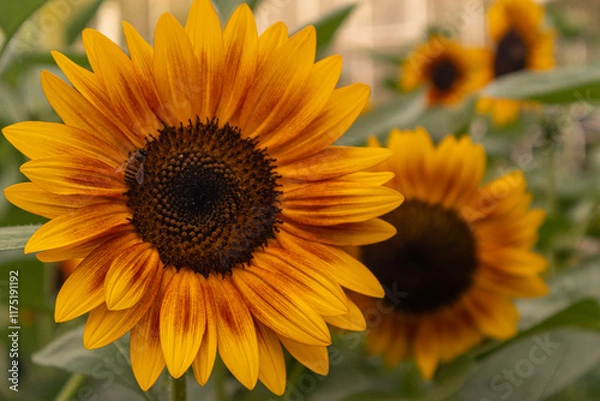 Obraz A stunning close-up of a large sunflower with vibrant yellow petals and a dark brown center, set against a soft blurred green background. Perfect for uplifting designs, nature themes, or cheerful bran