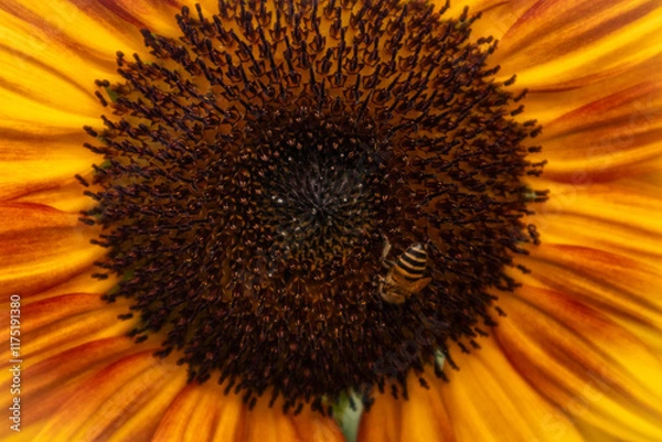 Obraz A stunning close-up of a large sunflower with vibrant yellow petals and a dark brown center, set against a soft blurred green background. Perfect for uplifting designs, nature themes, or cheerful bran