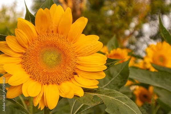 Obraz Sunflower with bright yellow petals and a dark brown center, standing tall against a clear blue sky. Green leaves and stem add contrast. The sunlight enhances the vibrant colors, creating a warm and c