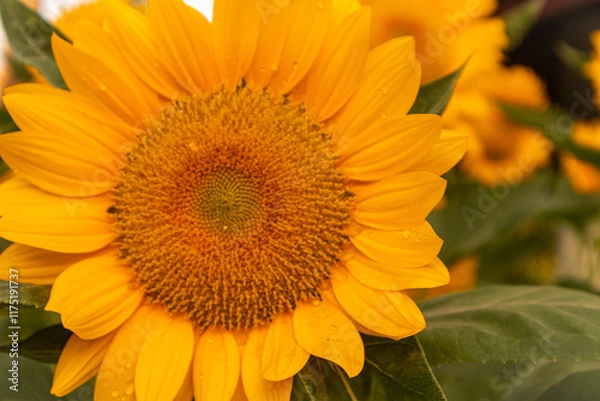 Obraz Sunflower with bright yellow petals and a dark brown center, standing tall against a clear blue sky. Green leaves and stem add contrast. The sunlight enhances the vibrant colors, creating a warm and 