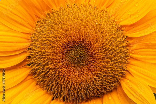 Obraz Sunflowers are vibrant, tall flowers known for their bright yellow petals and large brown centers. They symbolize loyalty and adoration, and their heads naturally follow the sun across the sky