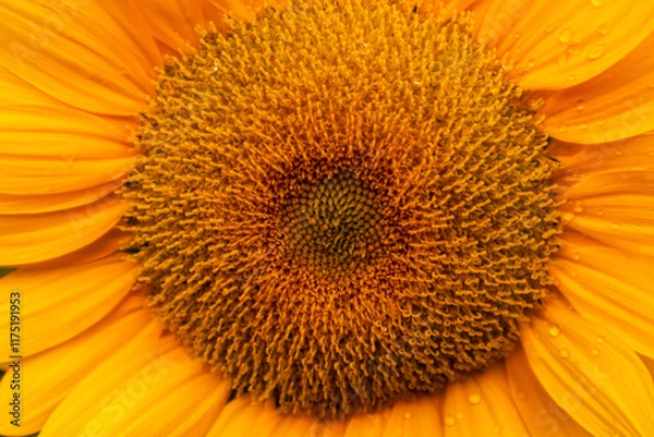 Fototapeta Sunflower with bright yellow petals and a dark brown center, standing tall against a clear blue sky. Green leaves and stem add contrast. The sunlight enhances the vibrant colors, creating a warm and 