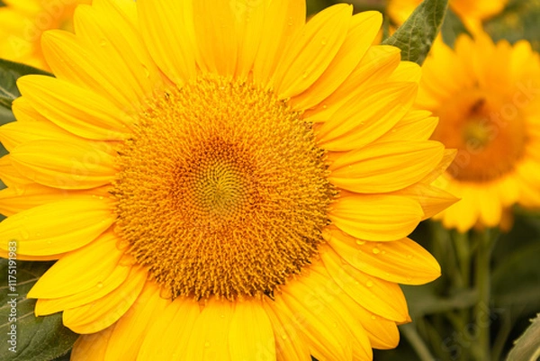Obraz Sunflower with bright yellow petals and a dark brown center, standing tall against a clear blue sky. Green leaves and stem add contrast. The sunlight enhances the vibrant colors, creating a warm and 
