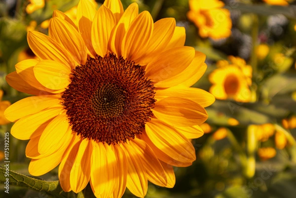 Obraz Sunflower with bright yellow petals and a dark brown center, standing tall against a clear blue sky. Green leaves and stem add contrast. The sunlight enhances the vibrant colors, creating a warm and 