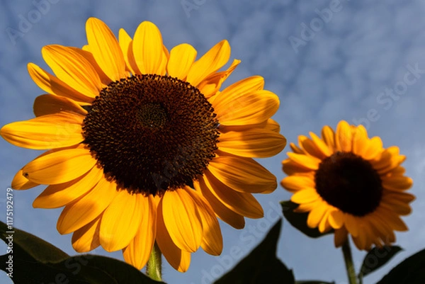 Obraz Sunflowers are vibrant, tall flowers known for their bright yellow petals and large brown centers. They symbolize loyalty and adoration, and their heads naturally follow the sun across the sky