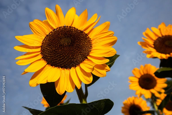 Obraz Sunflower with bright yellow petals and a dark brown center, standing tall against a clear blue sky. Green leaves and stem add contrast. The sunlight enhances the vibrant colors, creating a warm and c
