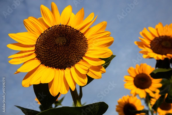 Obraz Sunflowers are vibrant, tall flowers known for their bright yellow petals and large brown centers. They symbolize loyalty and adoration, and their heads naturally follow the sun across the sky