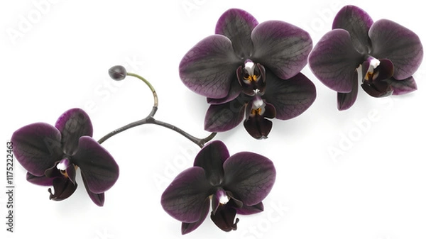Obraz black orchid on a light gray background