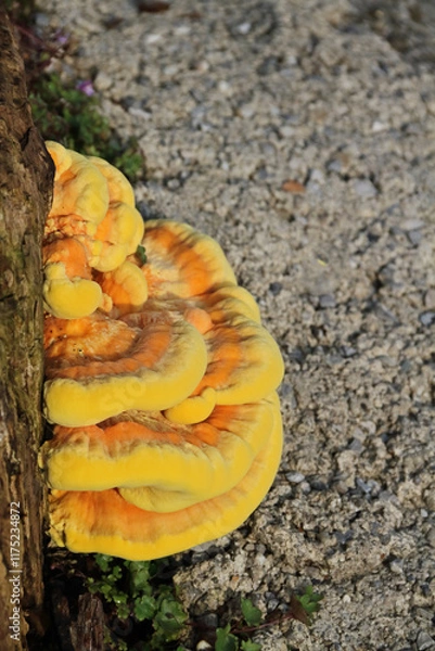 Obraz the common sulfur porling, a bright yellow tree fungus