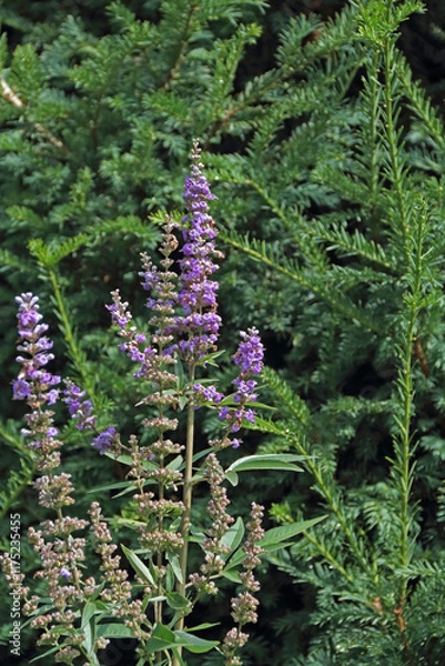 Obraz Several purple cones of monk's pepper on a German meadow