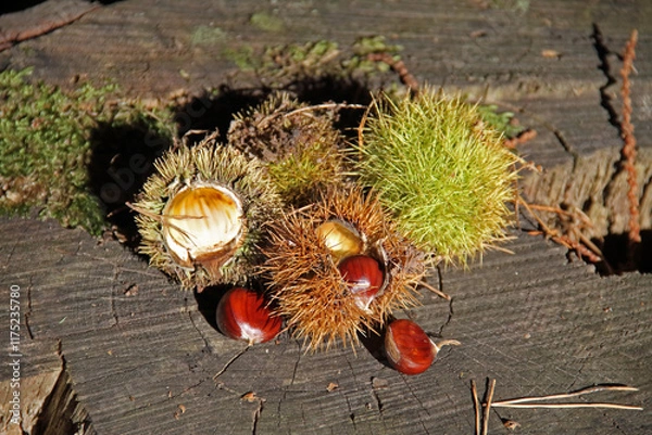 Obraz the fruit of the real chestnut, on the forest floor