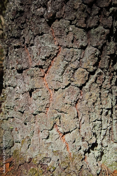 Obraz A close-up of the bark of a pine tree