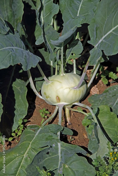 Obraz Single tuber of a kohlrabi photographed in the field
