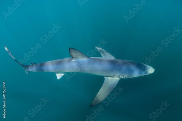 Fototapeta Blue Shark in Ocean Depths