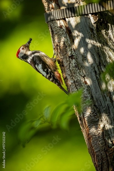Fototapeta Dendrocopos major. Wild nature of the Czech Republic. Evening photography. Free nature. Beautiful picture. Photos of nature. Bird on the tree. From bird life. Nature. Forest. Spring nature. Expanded i