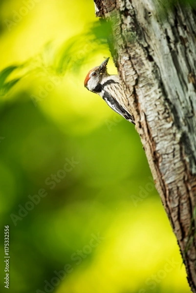 Fototapeta Dendrocopos major. Wild nature of the Czech Republic. Evening photography. Free nature. Beautiful picture. Photos of nature. Bird on the tree. From bird life. Nature. Forest. Spring nature. Expanded i
