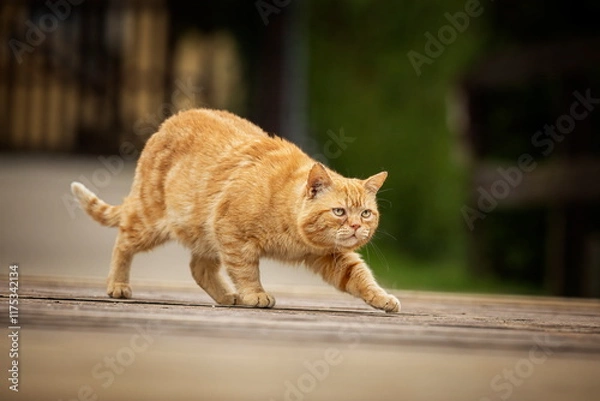 Fototapeta A red-eyed cat with yellow eyes. Portrait of a cat. Czech cat. Red cat. Black cat with yellow eyes. Portrait of black cat. Czech cat. Black cat portrait, focus on green eyes. Ginger cat sleepng on cou