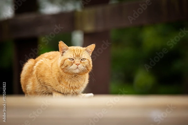 Fototapeta A red-eyed cat with yellow eyes. Portrait of a cat. Czech cat. Red cat. Black cat with yellow eyes. Portrait of black cat. Czech cat. Black cat portrait, focus on green eyes. Ginger cat sleepng on cou