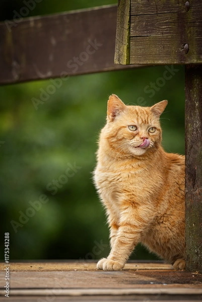 Fototapeta A red-eyed cat with yellow eyes. Portrait of a cat. Czech cat. Red cat. Black cat with yellow eyes. Portrait of black cat. Czech cat. Black cat portrait, focus on green eyes. Ginger cat sleepng on cou