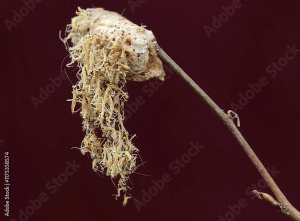 Fototapeta The exciting moment hundreds of baby green praying mantis hatched from eggs. This insect has the scientific name Hierodula sp.