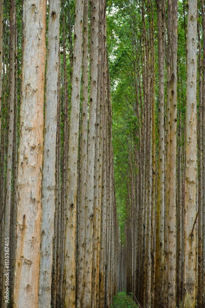 Fototapeta Natural Forest Plantation Trees Wood
