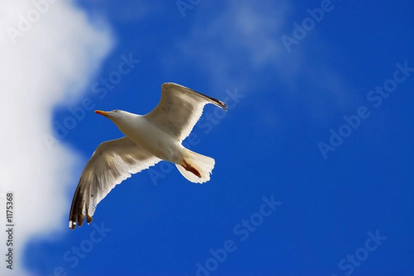 Obraz seagull in the sky