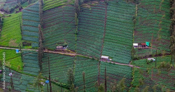 Obraz Vegetable plantations in the Tengger region, East Java, Indonesia