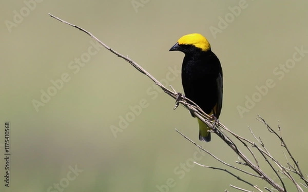 Fototapeta Yellow-crowned bishop