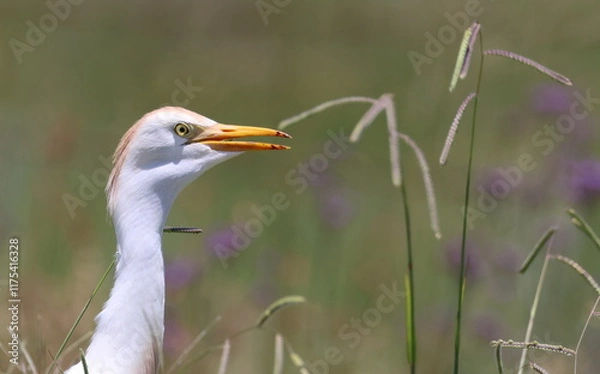 Fototapeta Egret profile