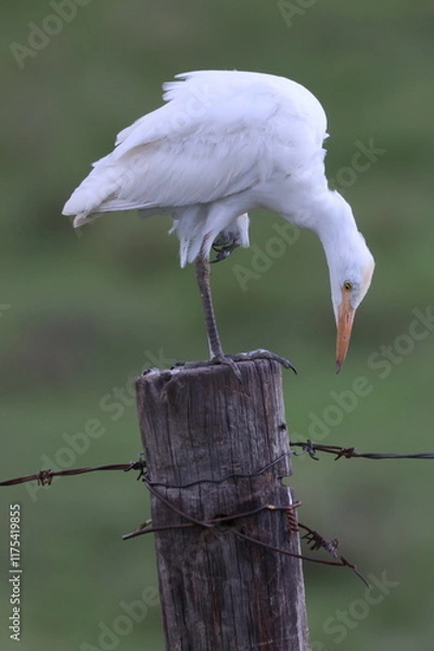 Fototapeta Egret on the hunt
