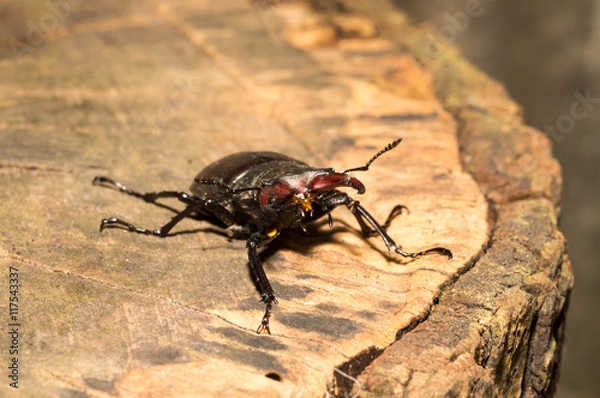Fototapeta Hirschkäfer