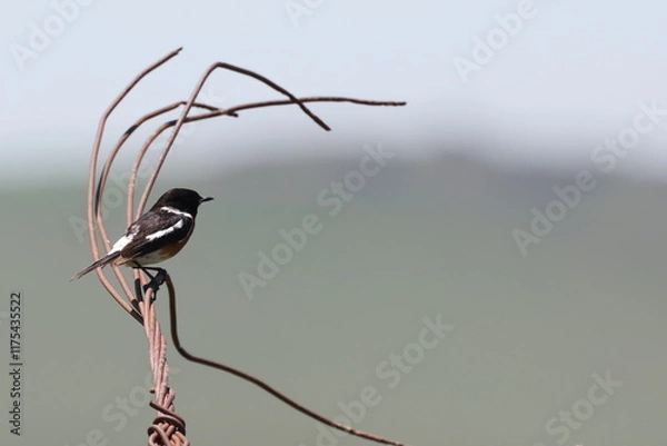 Fototapeta Stone chat on wire