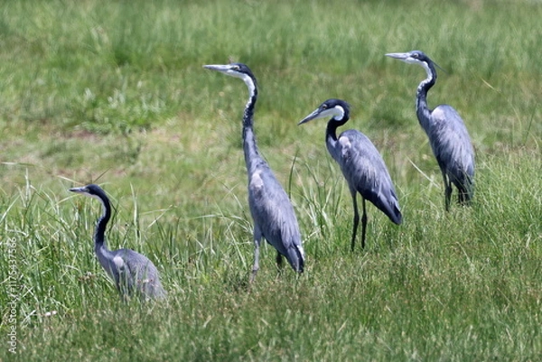 Fototapeta Black headed heron in a row