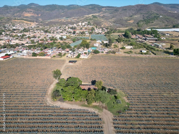 Fototapeta View of a house surrounded by trees in the middle of a field in Jalisco